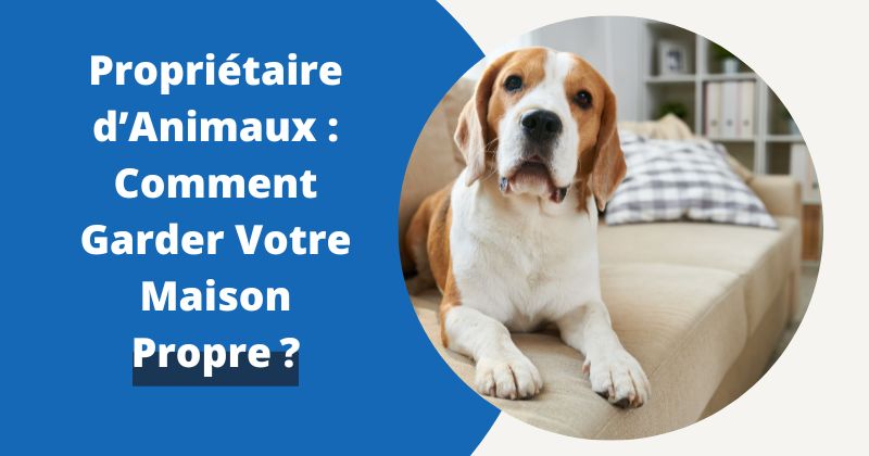 Propriétaire d’Animaux : Comment Garder Votre Maison Propre ? | Housse Moderne