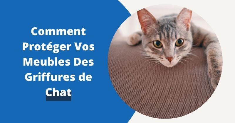 Comment Protéger Vos Meubles Des Griffures de Chat | Housse Moderne
