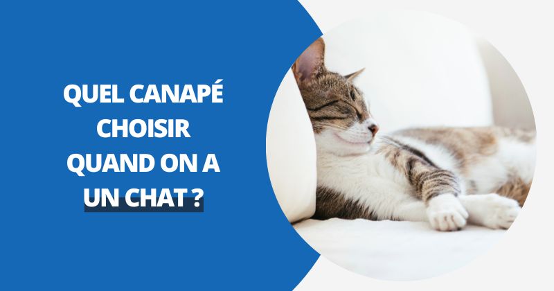 Quel Canapé Choisir Quand On A Un Chat ? Le Guide Pour Allier Confort et Griffes