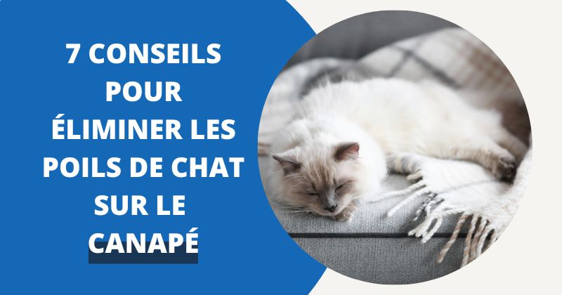 7 Conseils Pour Éliminer Les Poils de Chat sur le Canapé | Housse Moderne