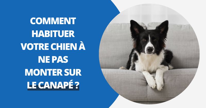 Comment Habituer Votre Chien à Ne Pas Monter sur le Canapé ? | Housse Moderne